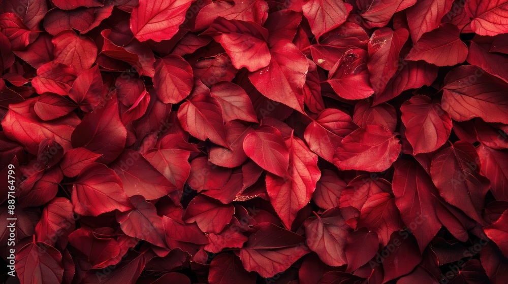 Background of soft red tree leaves Background of soft red tree leaves