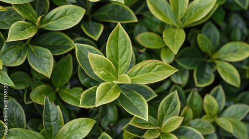 A shrub with attractive foliage