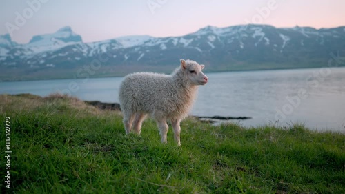 Icelandic lamb standing by the tranquil fjord with snow-capped mountains in the background photo