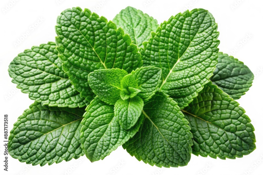 Vibrant green fresh mint leaves with delicate white veins are artfully arranged on a transparent background, perfectly isolated for culinary or wellness designs. Vibrant green fresh mint leaves with delicate white veins are artfully arranged on a transparent background, perfectly isolated for culinary or wellness designs.