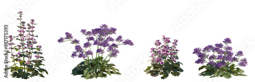 Foto Set of Limonium perezii and Malva sylvestris flowering frontal isolated png on a