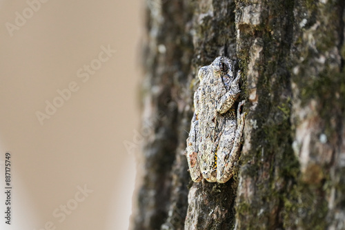 Gray Tree Frog on mossy bark 