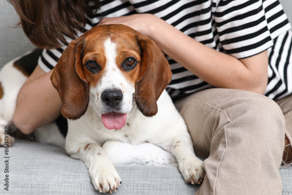 Young woman hugging cute Beagle dog on comfortable sofa at home, closeup Young woman hugging cute Beagle dog on comfortable sofa at home, closeup
