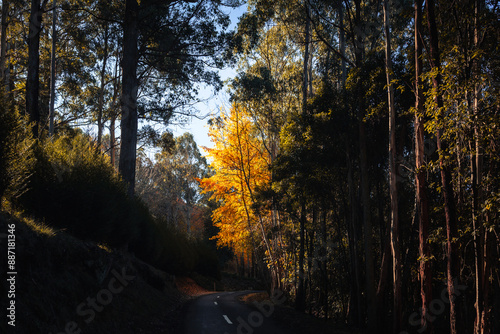 autumn forest in the morning