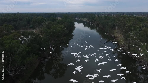 Murray River Australia with birds cinematic