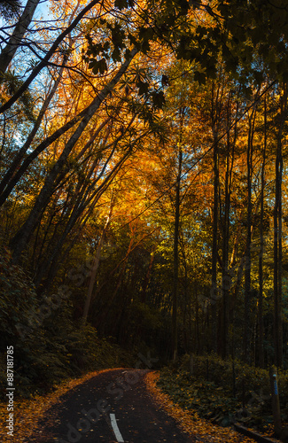 autumn forest in the morning