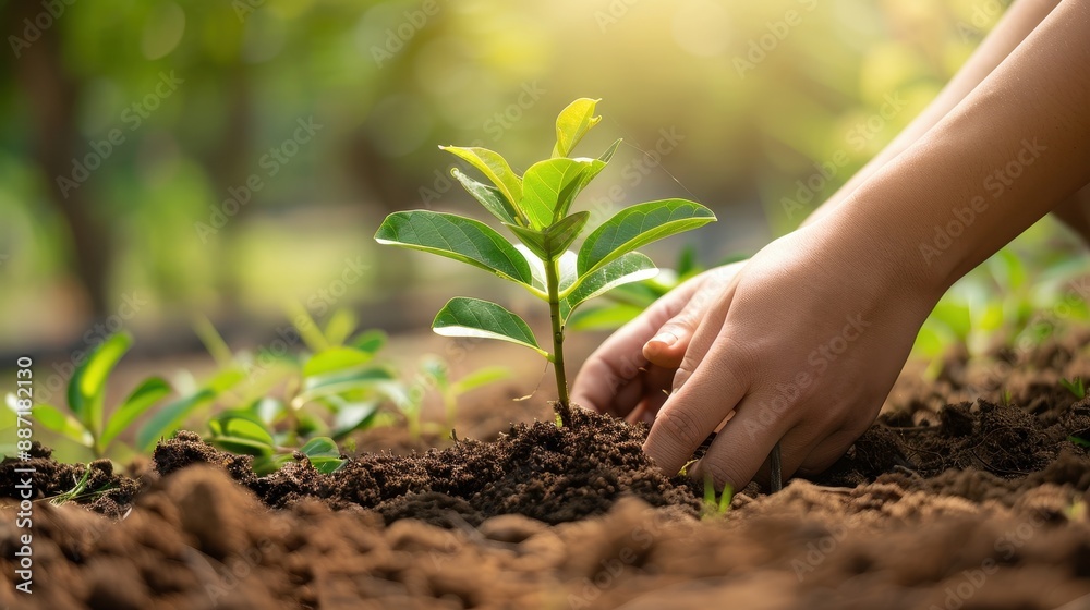 Hand Planting a Seedling in Soil. Hand Planting a Seedling in Soil.