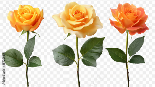 PNG Set of yellow roses orange roses isolated on the white background. PNG format isolated on transparent background.