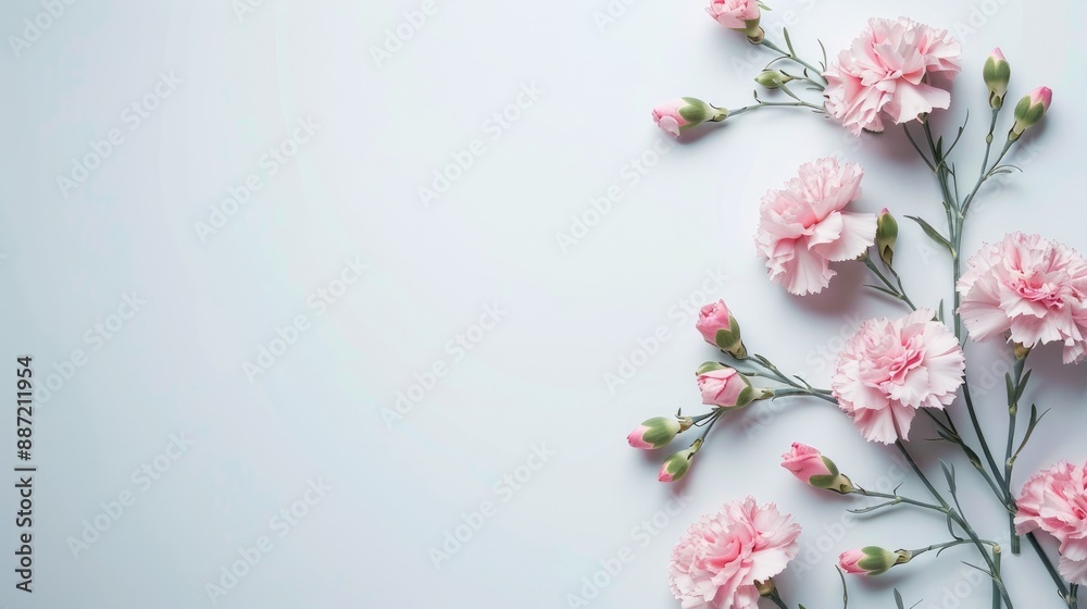 Pink carnations bouquet on white background with space for text Pink carnations bouquet on white background with space for text