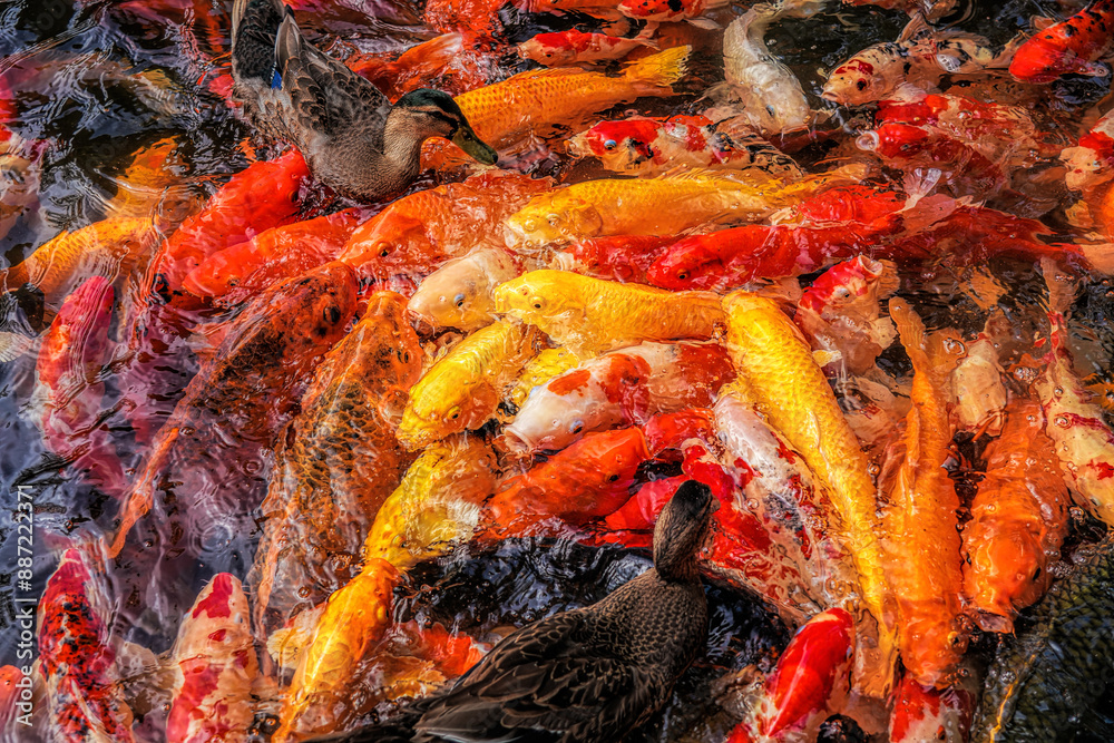 Koi fish are an extremely popular and colorful form of the fish species Amur carp (Cyprinus rubrofuscus). Koi fish are an extremely popular and colorful form of the fish species Amur carp (Cyprinus rubrofuscus).