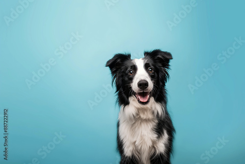 portrait border collie sitting and looking, open mouth, away from camera on blue background AI Generate