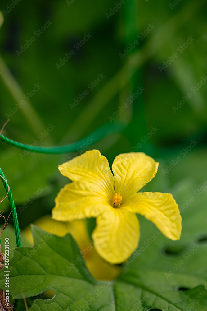 Male flower of bitter gourd (Momordica charantia var. pavel)