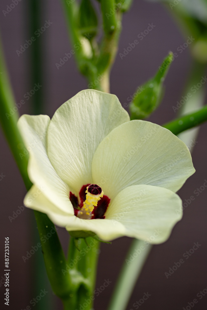 Full blooming of okra (Abelmoschus esculentus)