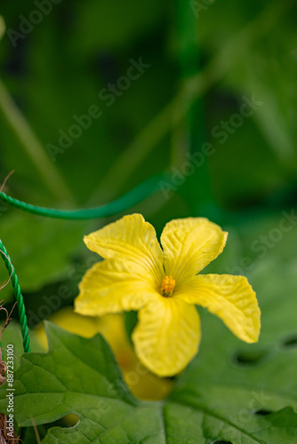 Obraz na płótnie Male flower of bitter gourd (Momordica charantia var. pavel) w salonie