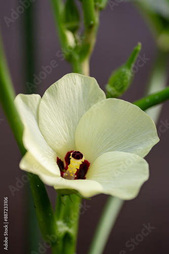 Obraz na płótnie Full blooming of okra (Abelmoschus esculentus) w salonie