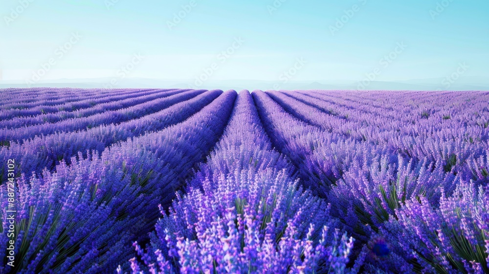 Obraz premium Lavender Field Background: Rows of purple flowers in full bloom, creating a stunning landscape against a backdrop of clear blue skies. 