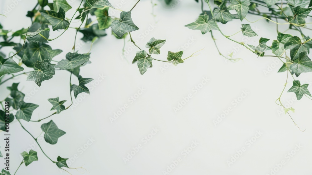 Close up shot of green vines on a white backdrop with a soft pastel color palette suitable for background with shallow depth of field Close up shot of green vines on a white backdrop with a soft pastel color palette suitable for background with shallow depth of field