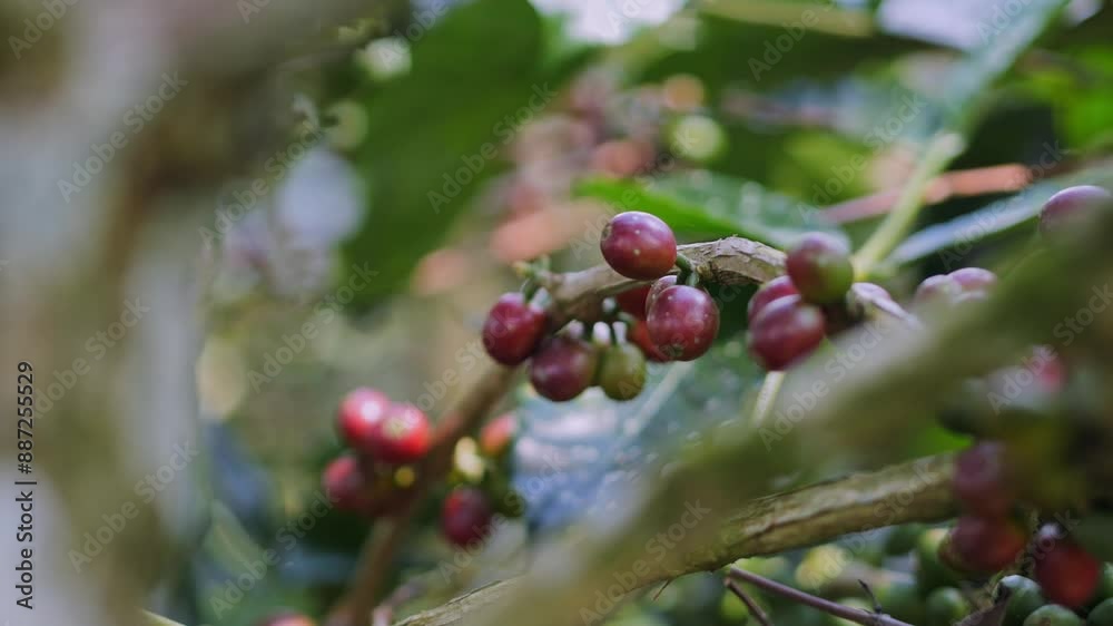 Coffee farm at cloudy day in Indonesia, Bali island, close-up. High quality 4k footage Coffee farm at cloudy day in Indonesia, Bali island, close-up. High quality 4k footage