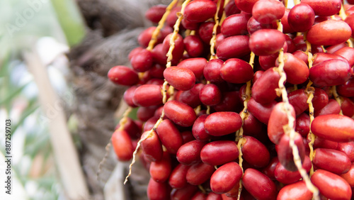 Date palm fruit on tree in the datepalm plantation 