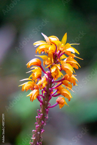 Brown birds nest orchids (Neottia nidus-avis) in the forest. photo