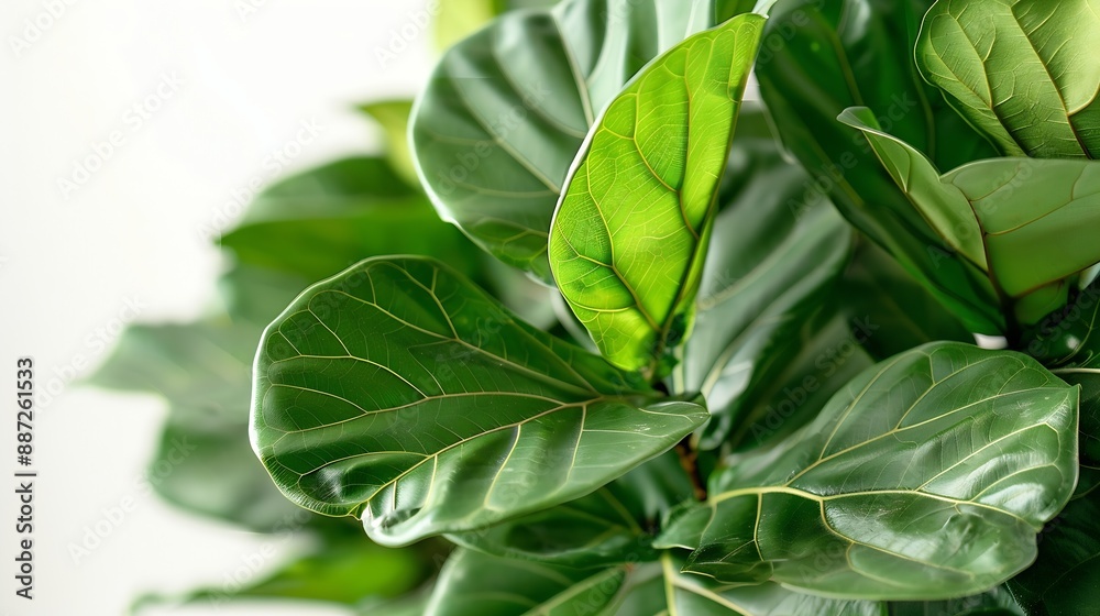 Fototapeta premium Green foliage ficus lyrata with white background : Generative AI
