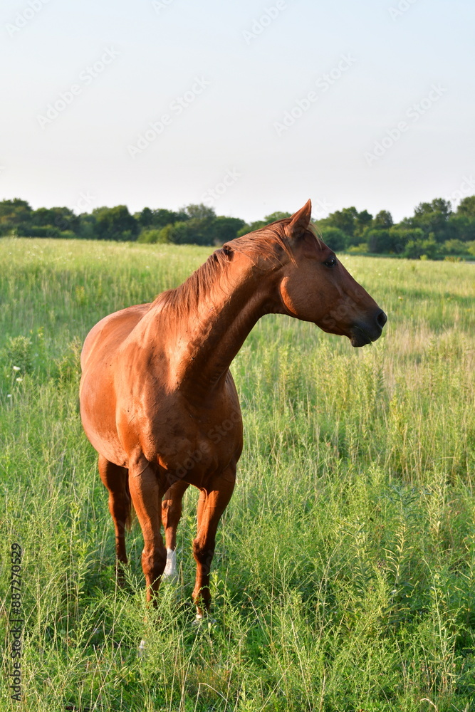 Brown Horse