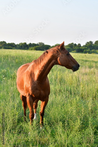 Brown Horse