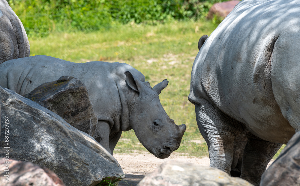 Fototapeta premium rhino and baby rhino