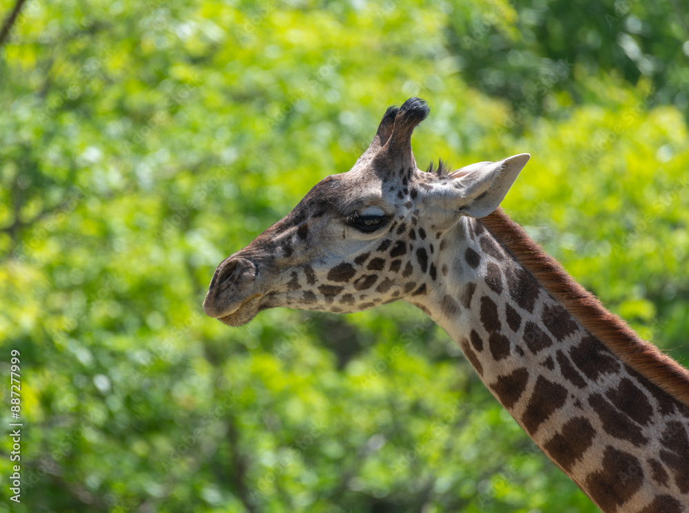 portrait of a giraffe