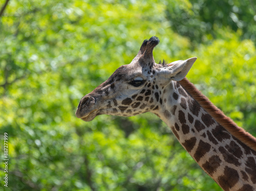 Photography portrait of a giraffe