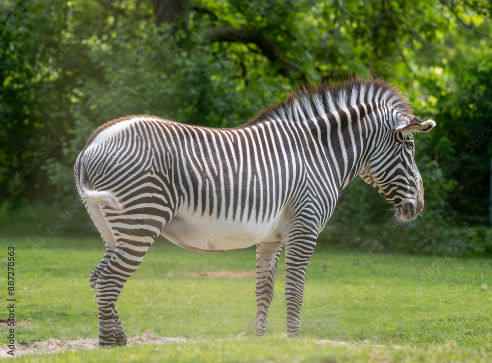 zebra in the grass zebra in the grass