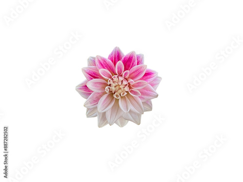 pink and white dahlia flower isolated