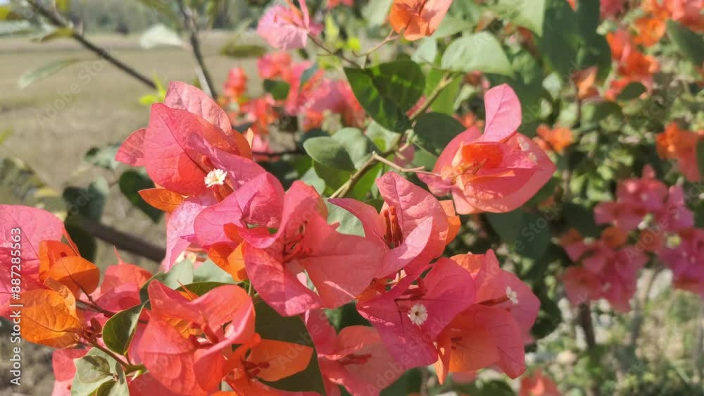 The beauty of the red Bougenvillea or Bougenvillea glabra flowers on a sunny morning is truly captivating. The beauty of the red Bougenvillea or Bougenvillea glabra flowers on a sunny morning is truly captivating.
