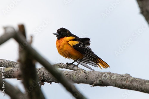 Baltimore Oriole