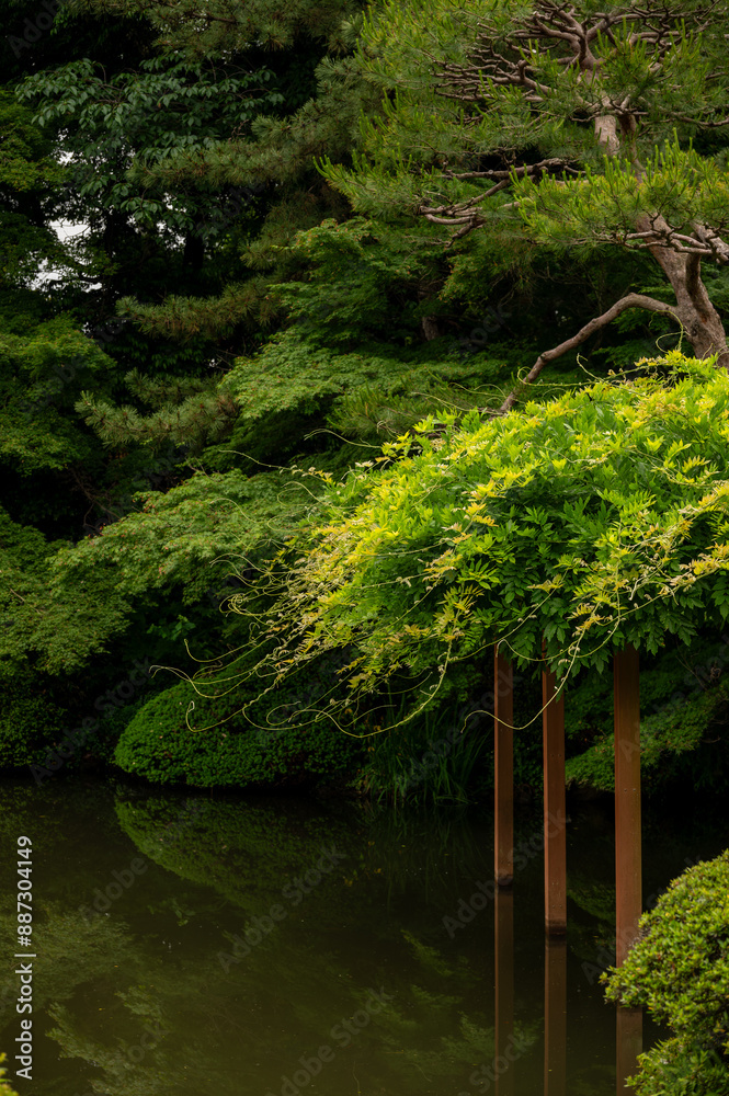 Fototapeta premium japanese garden pond