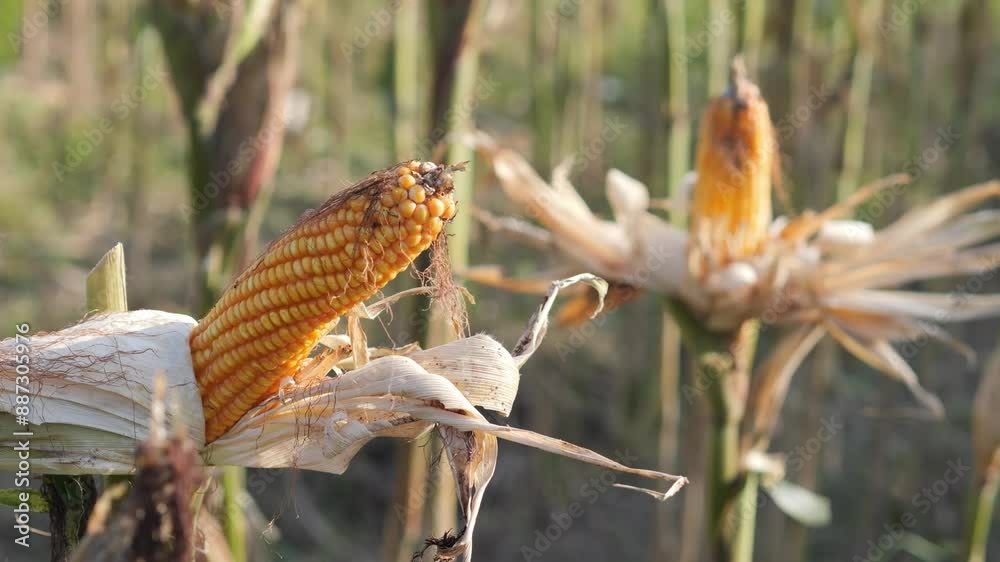 Close-up of fresh corn cobs on the plant in field. High quality 4k footage Close-up of fresh corn cobs on the plant in field. High quality 4k footage