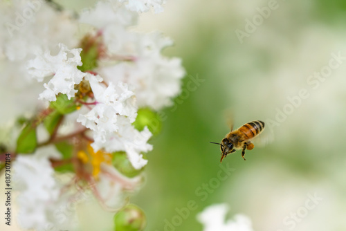 サルスベリの花で花で集密するミツバチ