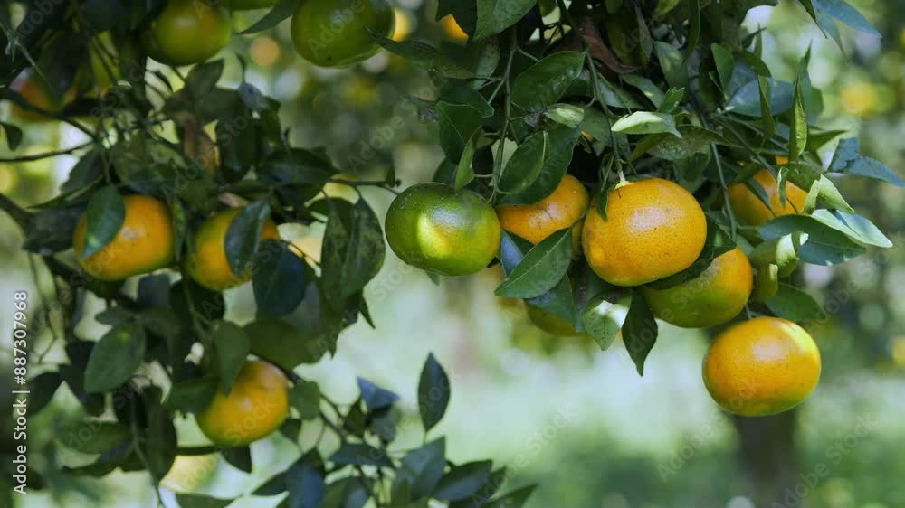 Fresh ripe oranges hanging on tree in orchard. High quality 4k footage Fresh ripe oranges hanging on tree in orchard. High quality 4k footage
