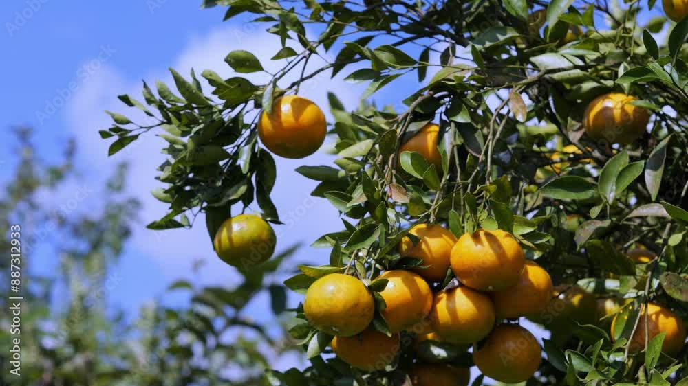Fresh ripe oranges hanging on tree in orchard. High quality 4k footage Fresh ripe oranges hanging on tree in orchard. High quality 4k footage