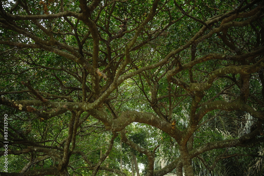 The reflection of sunlight into the branches of a large and ancient tree in the midst of the tropical forest The reflection of sunlight into the branches of a large and ancient tree in the midst of the tropical forest