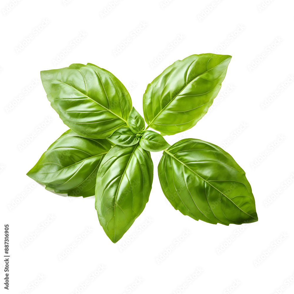 Fototapeta premium Basil leave isolated on transparent background