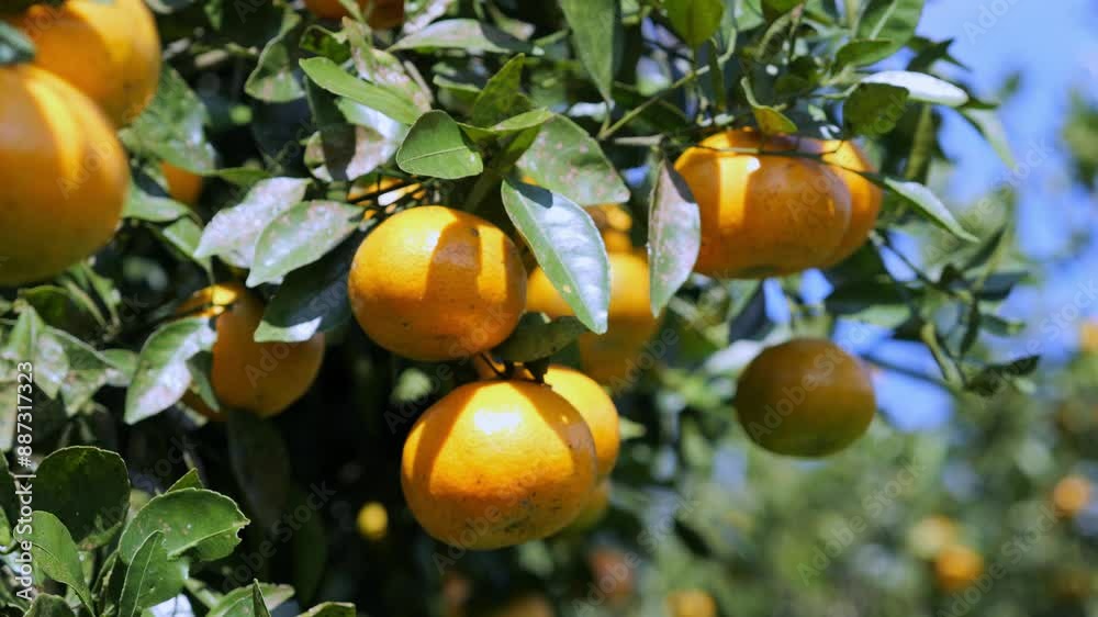 Fresh ripe oranges hanging on tree in orchard. High quality 4k footage