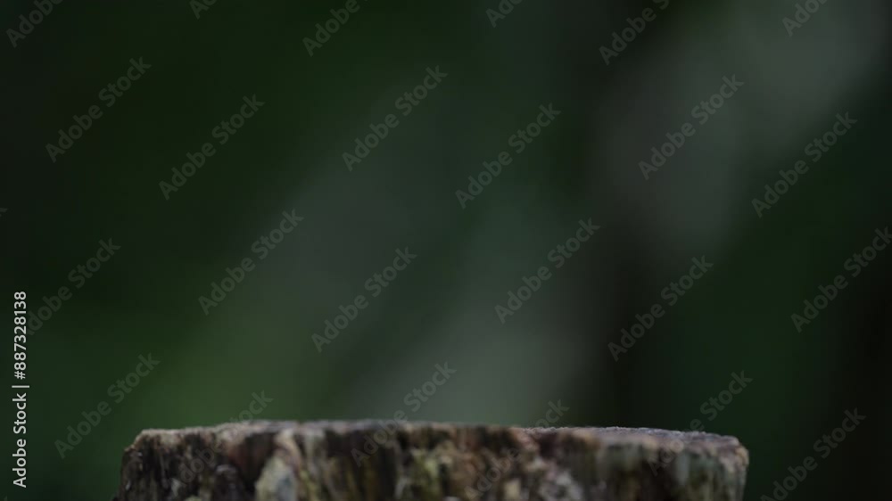 4K video of a small and cute wild bird resting on a branch, taking a bath, and looking for food in the green forest background 4K video of a small and cute wild bird resting on a branch, taking a bath, and looking for food in the green forest background