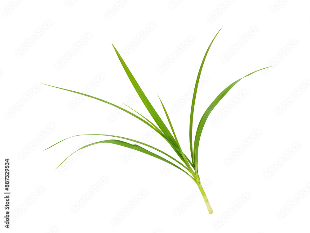lemongrass isolated on transparent background lemongrass isolated on transparent background