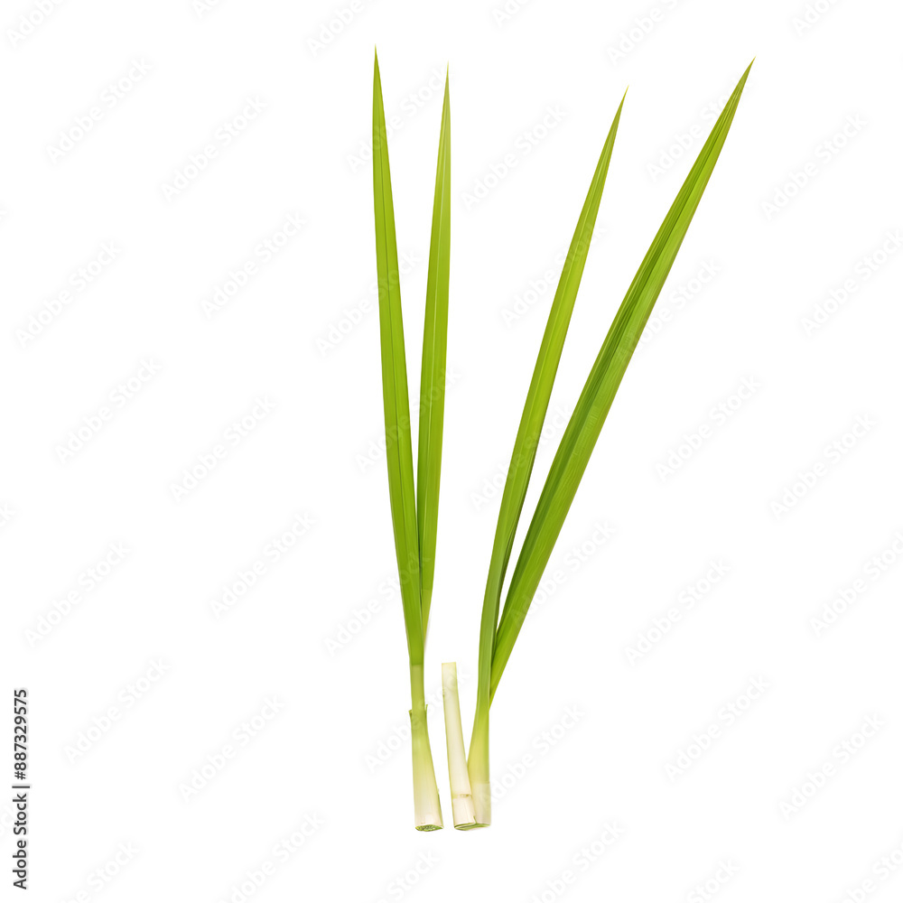 lemongrass isolated on transparent background lemongrass isolated on transparent background