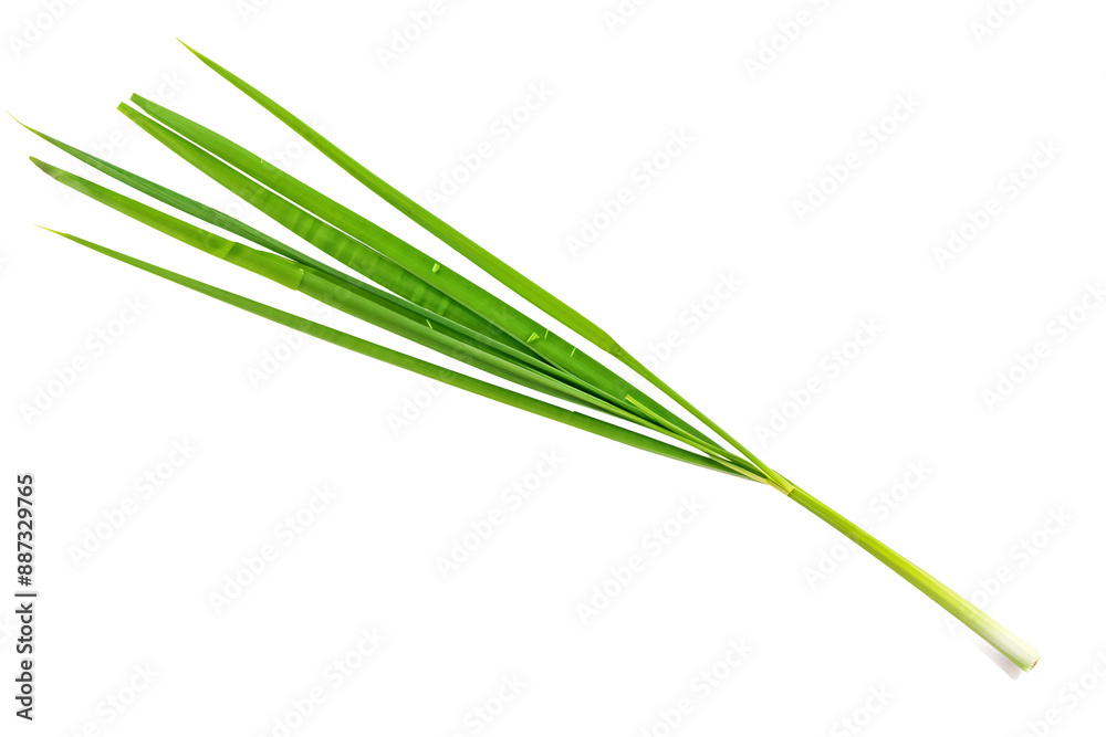 lemongrass isolated on transparent background lemongrass isolated on transparent background