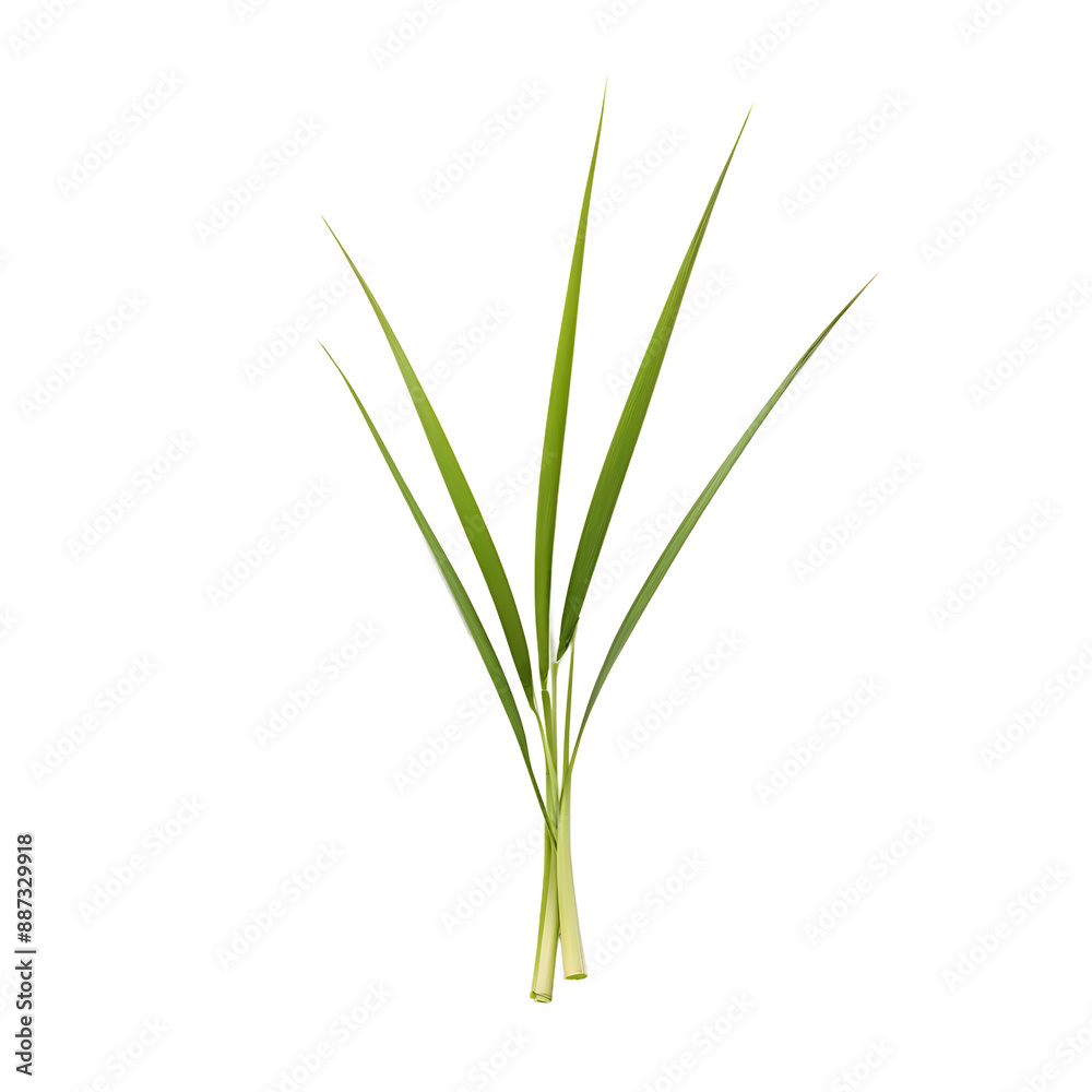 lemongrass isolated on transparent background lemongrass isolated on transparent background