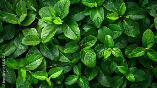 beautiful closeup photo of green leaves. wallpaper background for desktop web design for ads and copy space print.