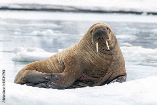 Arctic Walrus on Ice Floe photo