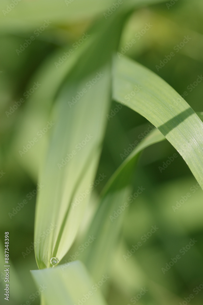 Drop of water on large green reed leaf Drop of water on large green reed leaf